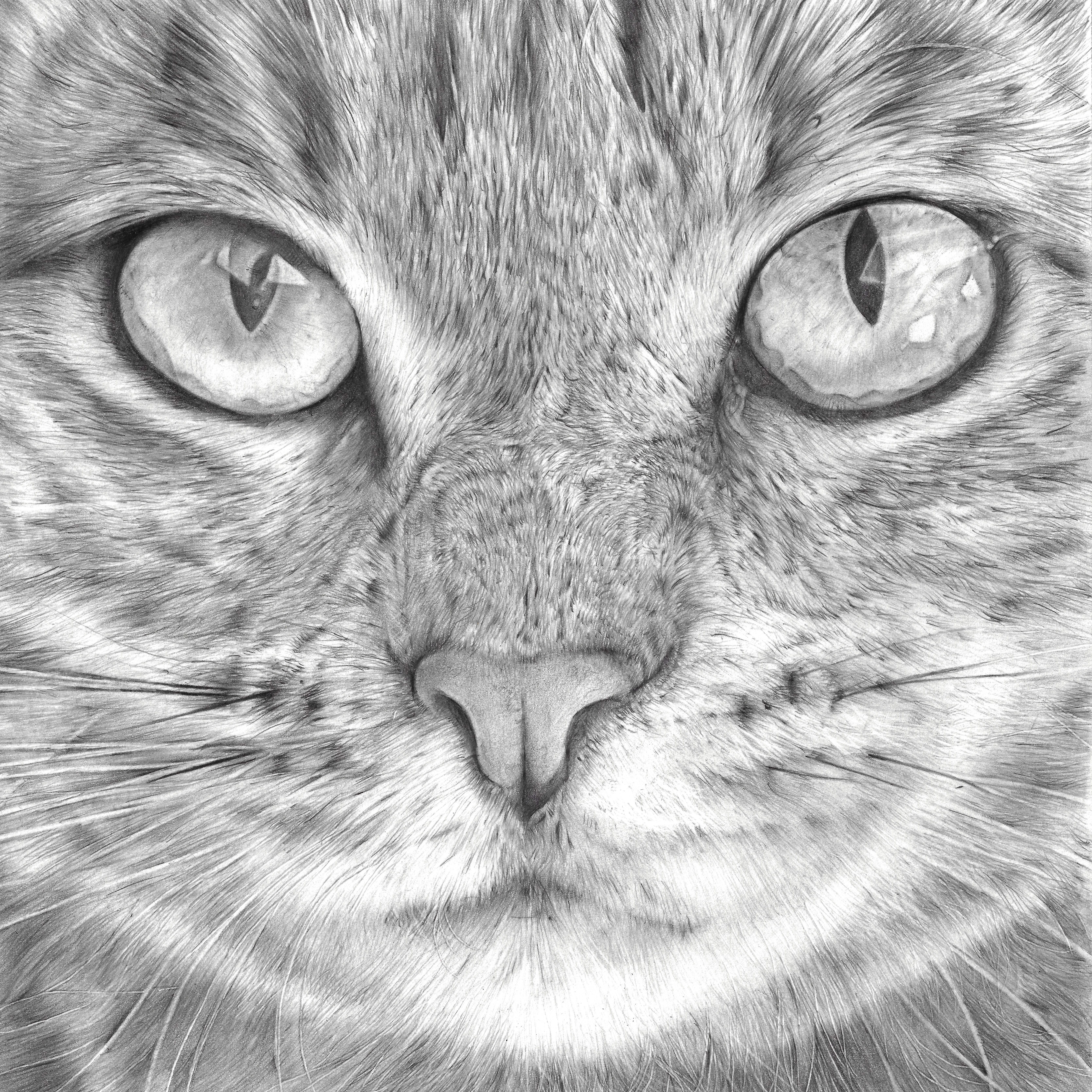 Kat