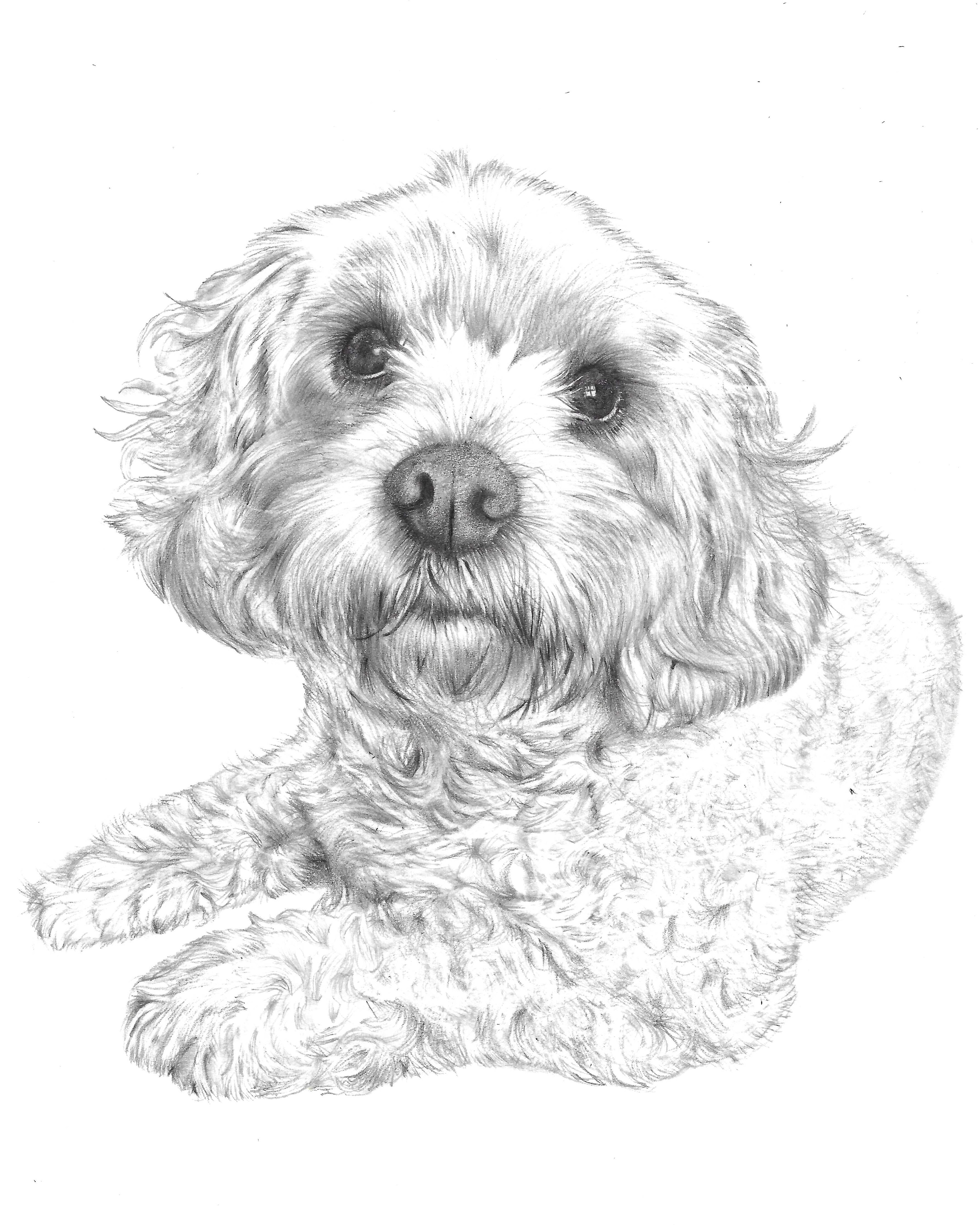 Willow