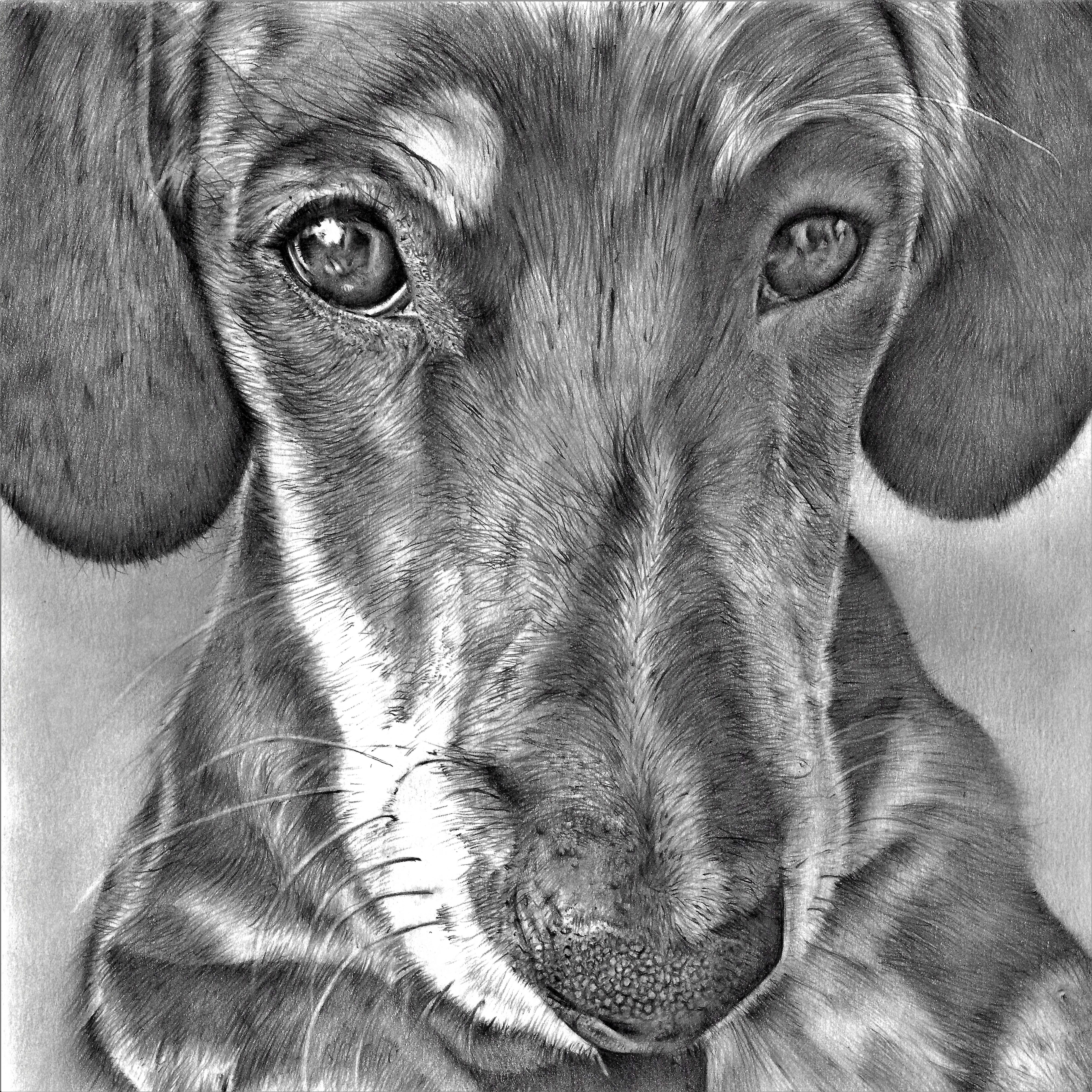 Ziggy